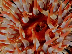 Close-up of tentacles of a red-orange sea anemone, Dahlia anemone (Urticina felina) . Dive site