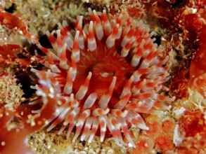 Red sea anemone, Dahlia anemone (Urticina felina), with tentacles spread out on the seabed. Dive