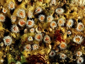 Variety of colourful mirror anemones (Actinothoe sphyrodeta) in the sea. Dive site Maharees