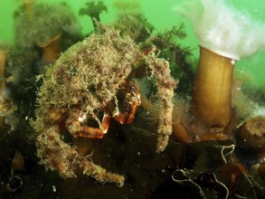 Spider crab (Maja squinado) camouflaged with algae in green water with sea anemones. Dive site