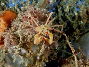 Scorpion spider crab (Inachus), spider crab, on sandy seabed. Dive site Rinvyle, Co. Galway, Irish