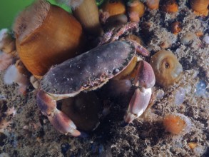 Crab (Cancer pagurus) on seabed with surrounding anemones and sand. Dive site Rinvyle, Co. Galway,