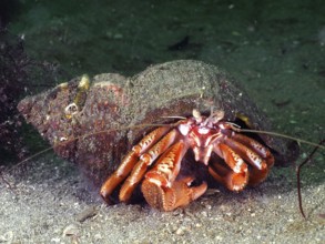 Striped hermit crab (Pagurus anachoretus) crawling on the seabed with its shell. Dive site Rinvyle,
