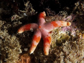 Colourful starfish (Henricia) with red and orange spots on algae. Dive site Ballycastle North,