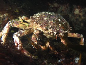 European spider crab (Maja squinado) with textured carapace in a dark underwater environment. Dive