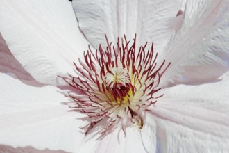 Clematis, North Rhine-Westphalia, Germany