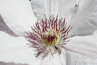 Clematis, North Rhine-Westphalia, Germany