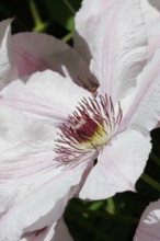 Clematis, North Rhine-Westphalia, Germany