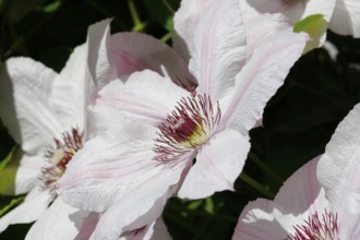 Clematis, North Rhine-Westphalia, Germany