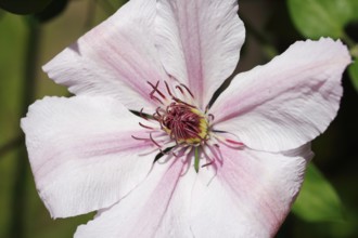 Clematis, North Rhine-Westphalia, Germany