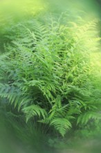 Lady fern (Athyrium filix-femina), alienation, North Rhine-Westphalia, Germany