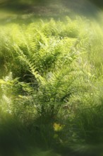 Lady fern (Athyrium filix-femina), alienation, North Rhine-Westphalia, Germany