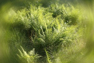Lady fern (Athyrium filix-femina), alienation, North Rhine-Westphalia, Germany