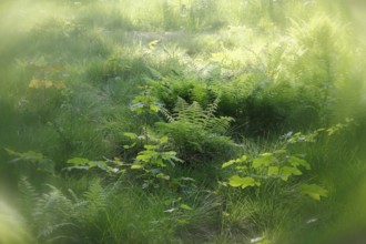 Lady fern (Athyrium filix-femina), alienation, North Rhine-Westphalia, Germany