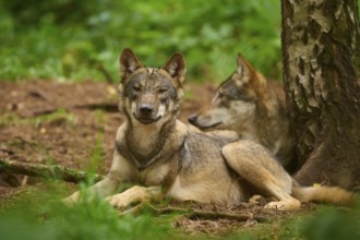 Two wolves lying relaxed in the forest near a tree, surrounded by greenery, Wolf (Canis Lupos),