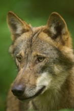 Wolf portrait in profile with thoughtful expression, surrounded by greenery, Wolf (Canis Lupos),