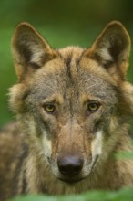 Frontal close-up of a wolf with penetrating gaze, in the countryside, Wolf (Canis Lupos), Germany
