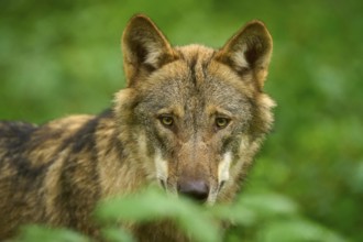 Wolf with a mysterious look in close-up, surrounded by greenery, Wolf (Canis Lupos), Germany