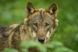 Wolf looking attentively in the greenery, close-up of his face, Wolf (Canis Lupos), Germany