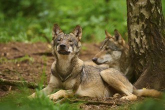 Two wolves relaxing in the forest next to a tree, surrounded by lush greenery, Wolf (Canis Lupos),