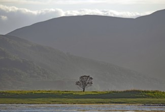 Single tree in a meadow in front of a strong, shady hill in the background, Dornie, Scotland, Great