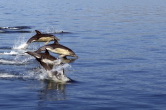 Group of dolphins jumping dynamically out of the blue sea water, Mallaig, Scotland, Great Britain