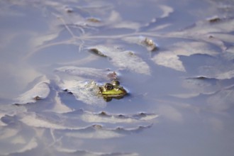 Frog in a pond, summer, Germany