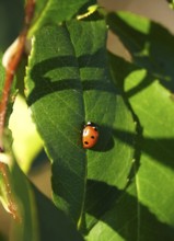 Ladybird on a leaf, summer, Germany