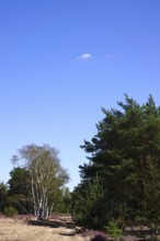 Heath landscape, Summer, Germany