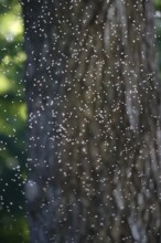 Swarm of flying insects, summer, Germany