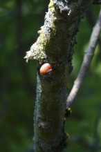 Snail on a tree trunk, summer, Germany