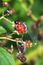 Dragonfly, Summer, Germany