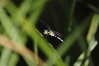 Dragonfly, Summer, Germany
