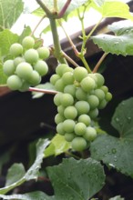 Grapes on the vine, summer, Germany
