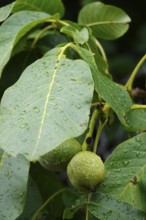 Walnut on a tree, summer, Germany