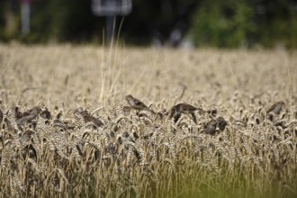 Cornfield with sparrows, summer, Germany
