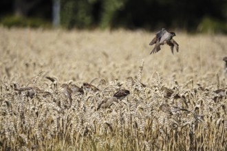 Cornfield with sparrows, summer, Germany