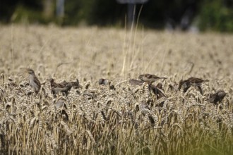 Cornfield with sparrows, summer, Germany