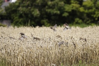 Cornfield with sparrows, summer, Germany
