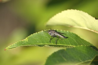 Robber fly on a leaf, summer, Germany