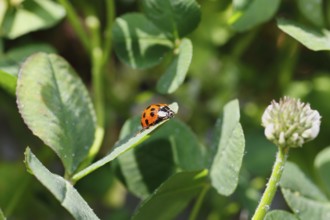 Asian lady beetle (Harmonia axyridis), multicoloured or harlequin ladybird on leaf, North