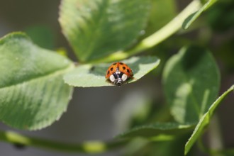Asian lady beetle (Harmonia axyridis), multicoloured or harlequin ladybird on leaf, North