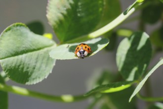 Asian lady beetle (Harmonia axyridis), multicoloured or harlequin ladybird on leaf, North