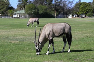 Oryx antelopes or gemsboks (Oryx gazella) on the sports field of Oranjemund, Diamond Sperrgebiet,