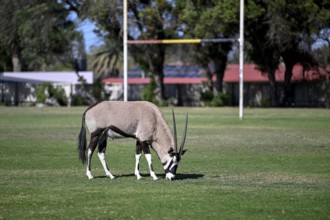 Oryx antelope or gemsbok (Oryx gazella) on the sports field of Oranjemund, Diamond Sperrgebiet,