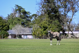 Oryx antelope or gemsbok (Oryx gazella) on the sports field of Oranjemund, Diamond Sperrgebiet,