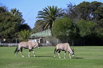 Oryx antelopes or gemsboks (Oryx gazella) on the sports field of Oranjemund, Diamond Sperrgebiet,