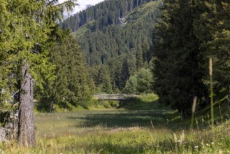 Wetland and wooden bridge, Campra, Blenio, Ticino, Switzerland
