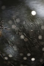 Spider and its web, bokeh, summer, Germany