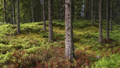 Forest floor overgrown with blueberry bushes, ferns and moss, tree trunks, coniferous forest, near